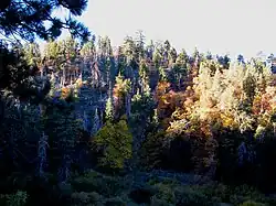 The Los Angeles National Forest from a mountain view