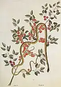 Anguinis viridis, 1743