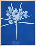 Anna Atkins – Carex (America) – Google Art Project