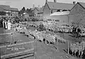 An annual sheep auction in Clun, 1920s