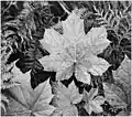 Close-up of leaves In Glacier National Park (1942).