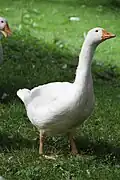 Domestic goose