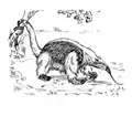 Tree Anteater