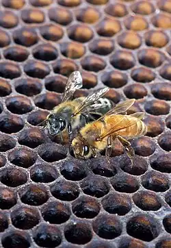 The Africanized honeybee and the regular honeybee on a honeycomb