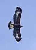 Golden eagle