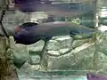 Arapaima at the Manila Ocean Park