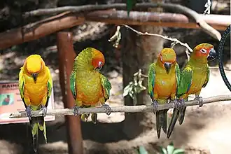 Four sun conures are on a perch in captivity. The sun conure on the left is an adult which is vibrantly colored, while the three sun conures on the right are younger and more greenish.
