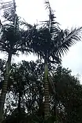 Archontophoenix maxima