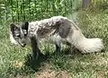 Arctic Fox at Potter Park Zoo