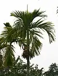 Areca catechu