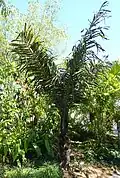 Arenga pinnata