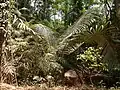 Arenga whightii