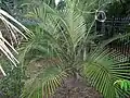 Arenga caudata