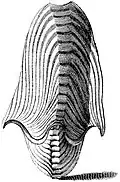 The eggcase of A. argo