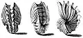 The eggcase of A. hians