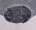 Asaphiscus wheeleri from Cambrian rocks of Millard Co., Utah, U.S.A.