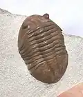 Asaphus lepidurus from Middle Ordovician rocks near St. Petersburg, Russia.