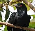 Provincial bird of Jharkhand