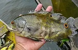 An Oscar (fish) being held in a human hand (out of water)
