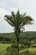 Attalea brasiliensis