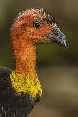 Adult female