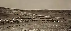 A wide angle view of an encampment on a hill, there are horses in the foreground and light coloured tents