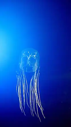 The sea wasp, a box jellyfish