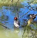 Common pochard, a kind of diving duck