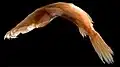 Thaumatichthys binghami