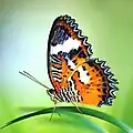 Malay lacewing