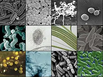 Different types of bacteria
