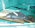 The baiji, a functionally extinct species of river dolphin