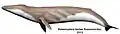 Balaenoptera bertae