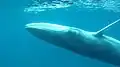 Omura's Whale