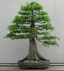 Upright-syle cypress