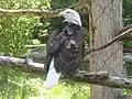 One of two Bald Eagles at the zoo