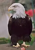 Bald eagle