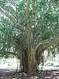 Ficus benghalensisBanyan (national tree)