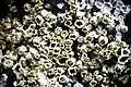 Barnacles on the seashore