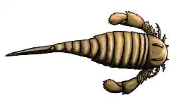 Bassipterus
