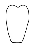 Bassipterus metastoma