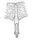 Bassipterus operculum