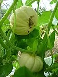 Squashes grow hanging from a network of stalks