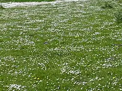 Bellis perennis in a meadow.