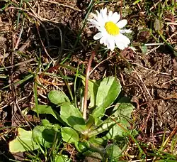 Young plant of Bellis perennis with flower.