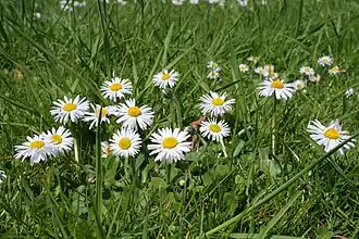 Bellis perennis in Marburg, Hesse, Germany.
