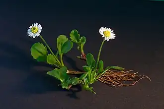 A complete plant of Bellis perennis with flowers, leaves and the roots.