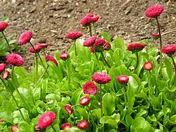Bellis perennis 'Rob Roy'