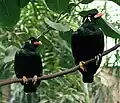 Provincial bird of Meghalaya