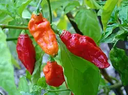 Fresh ghost pepper